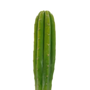 buy san pedro cactus​ online at psychedelic dispensary online shop. we provide discreet shhipping to all locations..