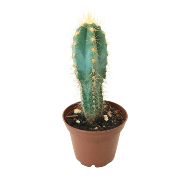 peruvian-torch-cactus-for-sale-in-California