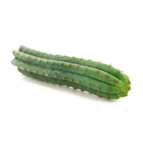 peruvian-torch-cactus-for-sale-near-me buy peruvian torch cactus online at psychedelic dispendary online shop. we provide discreet shipping to all locations...