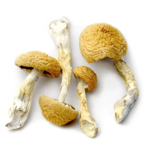 tidal wave mushroom. Like many other magic mushroom strains on the market, no one is sure who bred this incredible strain. We know that Tidal Wave has some...