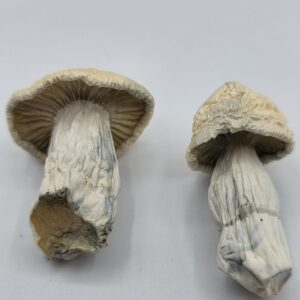 albino most valuable producer mushroom. A true showstopper, the AMVP (Albino Most Valuable Producer) magic mushroom strain is a striking white variety...