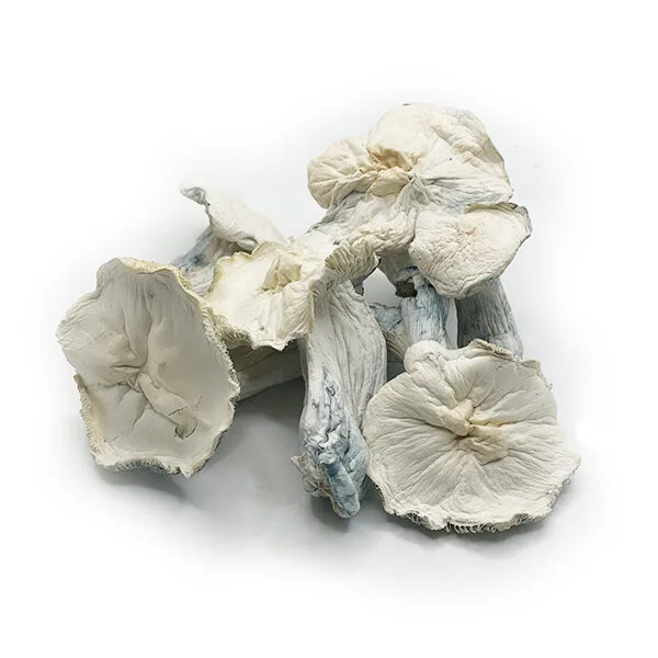 APE_Magic_Mushroom_Psilocybin_Dried_Mushrooms_GetMushy.ca_1kx1k-600x600-1.jpg.webp Buy Jack Frost mushrooms online – a rare, potent Psilocybe cubensis strain with a frosty white appearance and powerful psychedelic effects