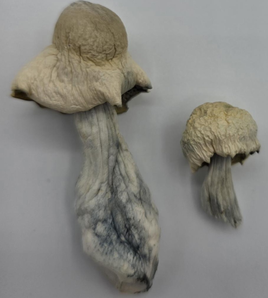 Albino-Blue-Meanies-Magic-Mushroom-Strain albino blue meanies. All about good energy, great company, and an extra sparkle, Albino Blue Meanie brings an extroverted, playful personality that's...