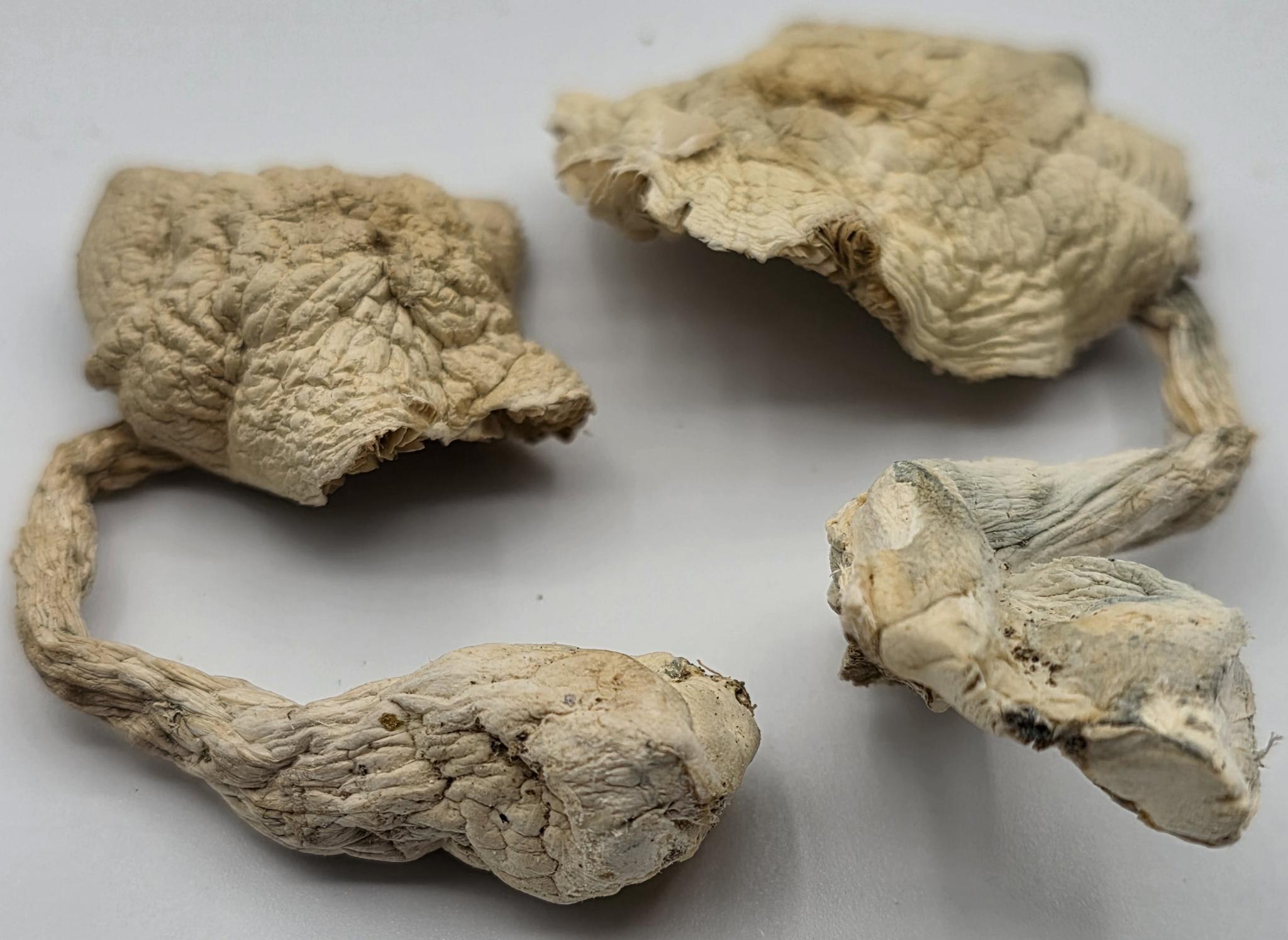 Albino-E.T.-Magic-Mushroom-Strain Albino E.T. Magic Mushroom Strain. Phone home to another galaxy. The Albino E.T. magic mushroom strain is a rare, cosmic variety prized for its uplifting...