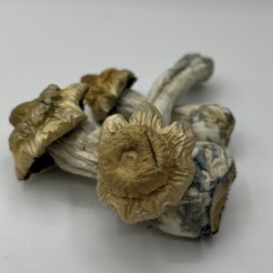 avalanche mushroom strain. This strain was born from a lab isolation of the gifted Albino Penis Envy. Try to be prepared, but this Avalanche doesn’t ease you in; it will drop you headfirst into a whiteout of euphoria overtaking the mind and body.