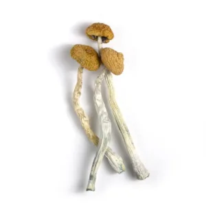 b+ mushrooms