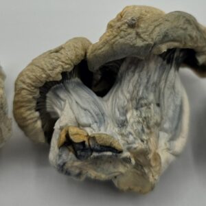 Welcome to the sea's finest treasure. The Black Pearl mushroom strain surfaces with a luminous glow—an elegant, exotic hybrid cross built to brighten your...