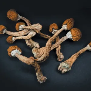 magic mushroom strains