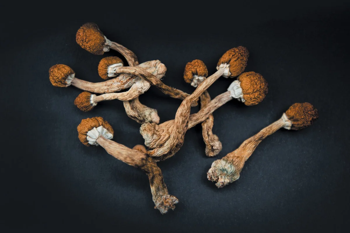 magic mushroom strains