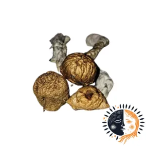 eclipse mushroom