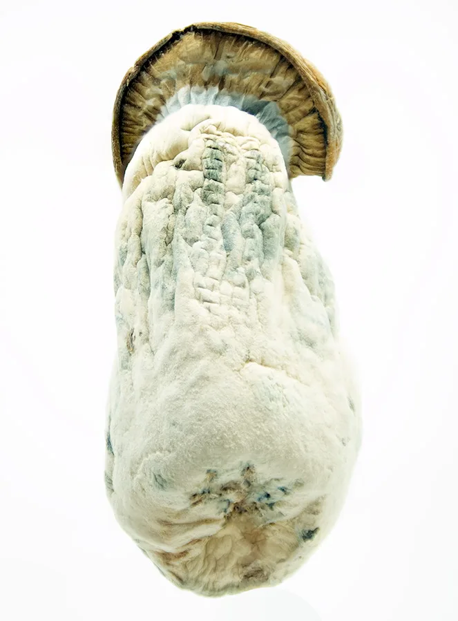 Makilla-Gorilla-1-magic-mushroom-dispensary-canada-3-amigos.jpg.webp