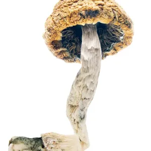 mazatapec mushroom