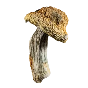 bluey vuitton mushroom