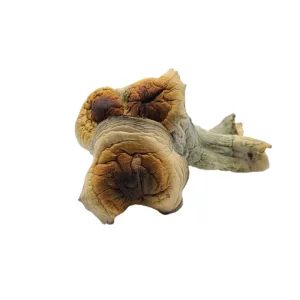 steel magnolia mushroom