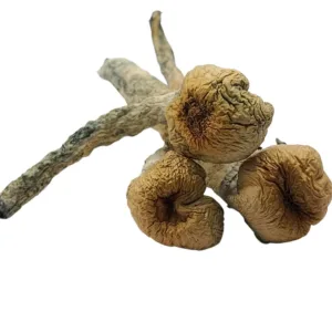 trinity mushroom