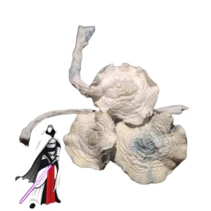 Albino Jedi Mind Fuck (AJMF) – a rare and powerful mushroom strain known for its intense visuals and deep introspective effects. Perfect for experienced...