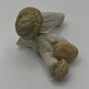 Buy White Rabbit mushrooms online – a rare and potent Psilocybe cubensis strain known for intense visuals, deep euphoria, and a powerful psychedelic experience.