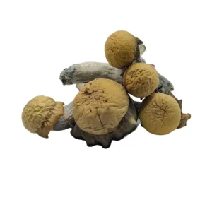 blue storm mushrooms