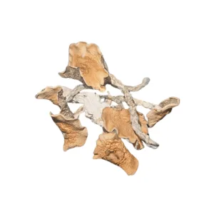 Buy Melmac TP mushroom online – a potent Psilocybe cubensis strain, a variation of Penis Envy, known for intense visuals and a powerful psychedelic experience