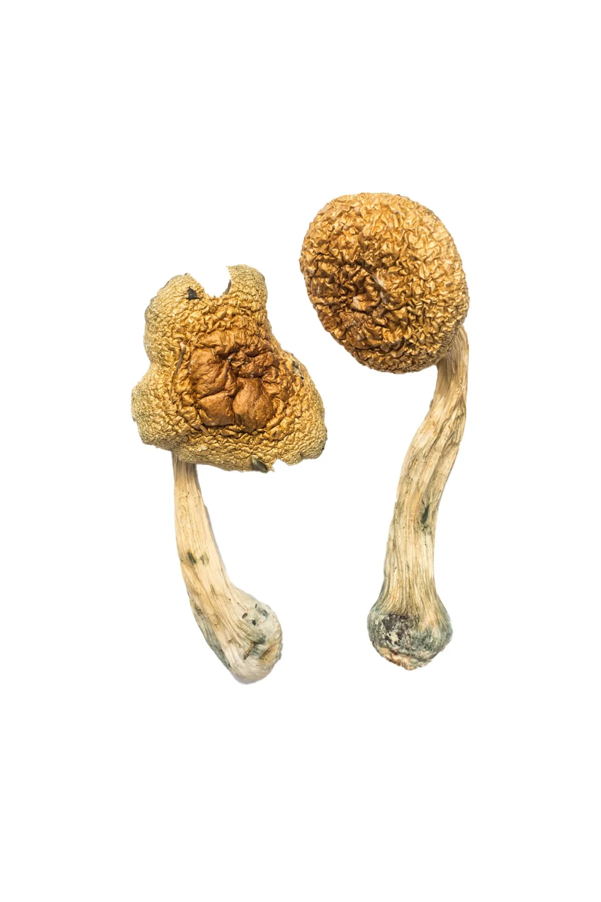penis.jpg.webp African Transkei Mushroom (Psilocybe Cubensis, African Transkei), aka South African Transkei (SAT) is the first and one of the only P. Cubensis strain...