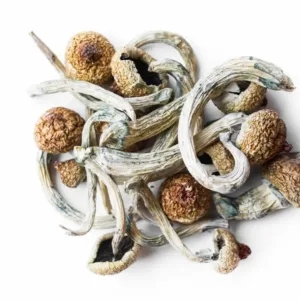 magic mushroom strains