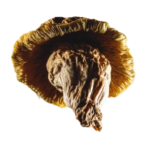 Buy Yeti mushroom strain online – a rare and powerful Psilocybe cubensis strain known for intense visuals, deep introspection, and a transformative psychedelic experience.
